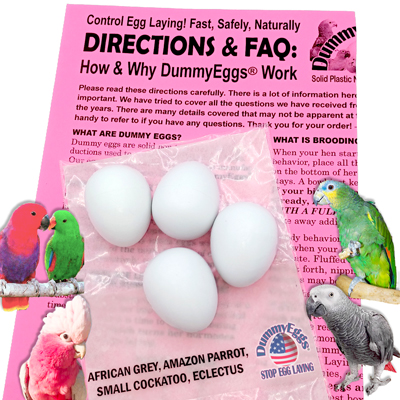 CLICK HERE TO ORDER Solid Plastic Dummy Egg for African Grey, Eclectus, Amazon, Cockatoo or Small Macaw Solid Plastic Dummy Egg for African Grey, Eclectus, Amazon, Cockatoo or Small Macaw. Birds, eggs & instruction sheet shown.
