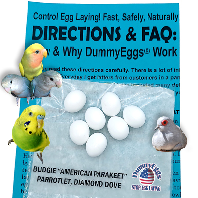 Budgie Parakeet Plastic DummyEggs® with images of eggs, birds and directions