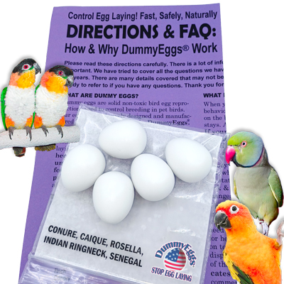 Dummy Eggs Small Parrot Eggs for Conures, Caique, Indian Ringneck, Pionus. Senegal. Birds, eggs, and instructions shown.