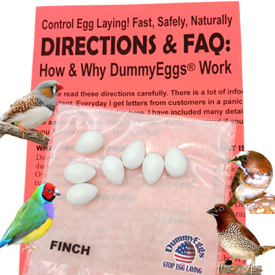 FINCH DUMMY EGGS. CLICK TO ORDER. Finch dummy eggs with 4 birds shown and DummyEggs Instructions