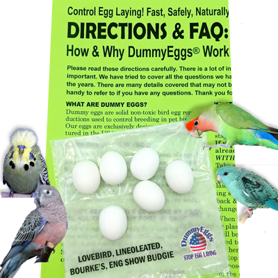 LOVEBIRD DUMMY EGGS. CLICK TO ORDER. Dummy eggs for Lovebirds, Lineoleated Parakeets, Bourke's Parakeets, & English Show Budgies. Pic of birds and directions with eggs.