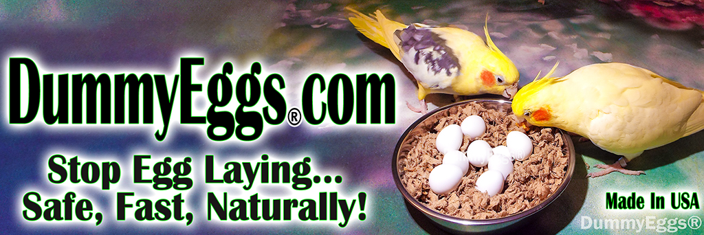 DummyEggs.com banner with two yellow, grey and white cockatiels with bright orange cheek patches, pecking at bowl of white plastic dummy eggs, large bold type with DummyEggs.com and Stop Egg Laying Safe, Fast, Naturally, Made in USA