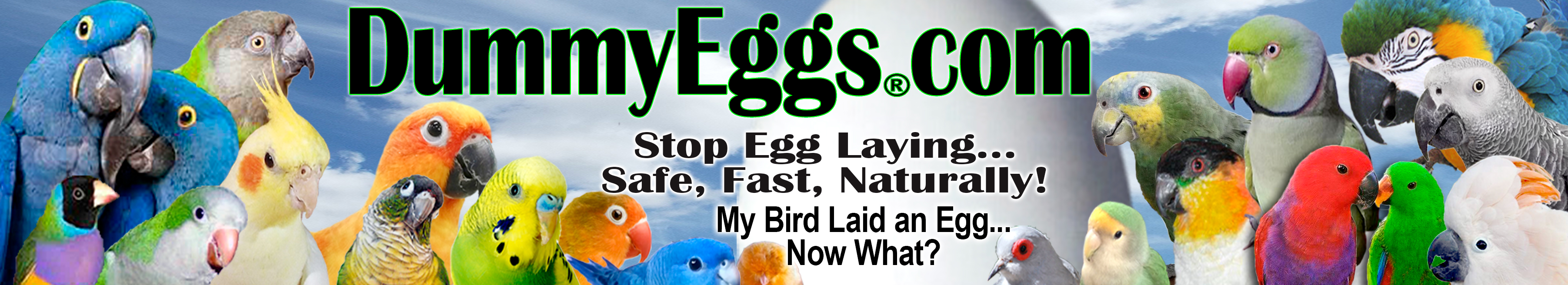 DummyEggs.com sells Dummy Eggs to stop egg laying in pet birds of all sizes. Solid Plastic Non-Toxic Fake Bird Eggs, control laying fast, safe, and naturally.