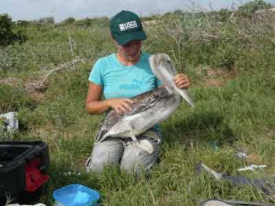 sitting outdoors, holding a large bird, which appears to be a pelican. The person is wearing a cap with United States Geological Survey,  a wildlife researcher or biologist