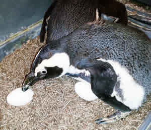 African Blackfooted Penguin incubates ceramic goose eggs