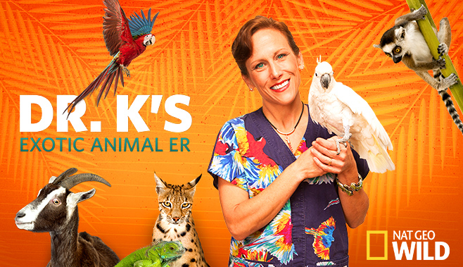 Promotional graphic for a television series. Dr. K holding a white cockatoo, Surrounding her a goat, lizard, parrot is flying, and lemur. The title DR. K’S EXOTIC ANIMAL ER is displayed logo for Nat Geo Wild at the bottom