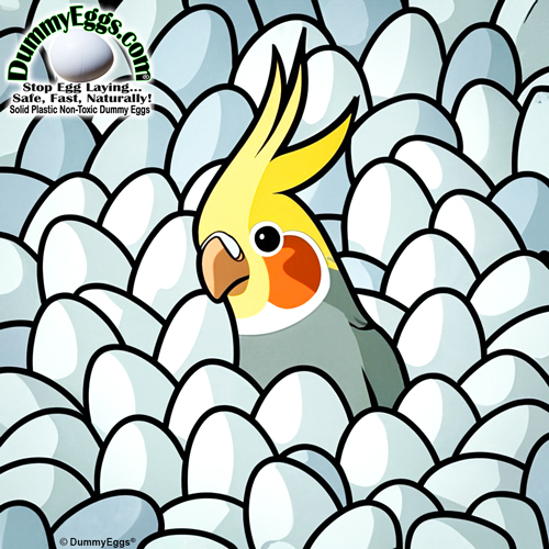 Illustration, cockatiel buried in pile of eggs with yellow comb peaking out