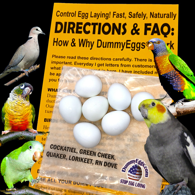 COCKATIEL Plastic DummyEggs® with images of eggs, birds and directions